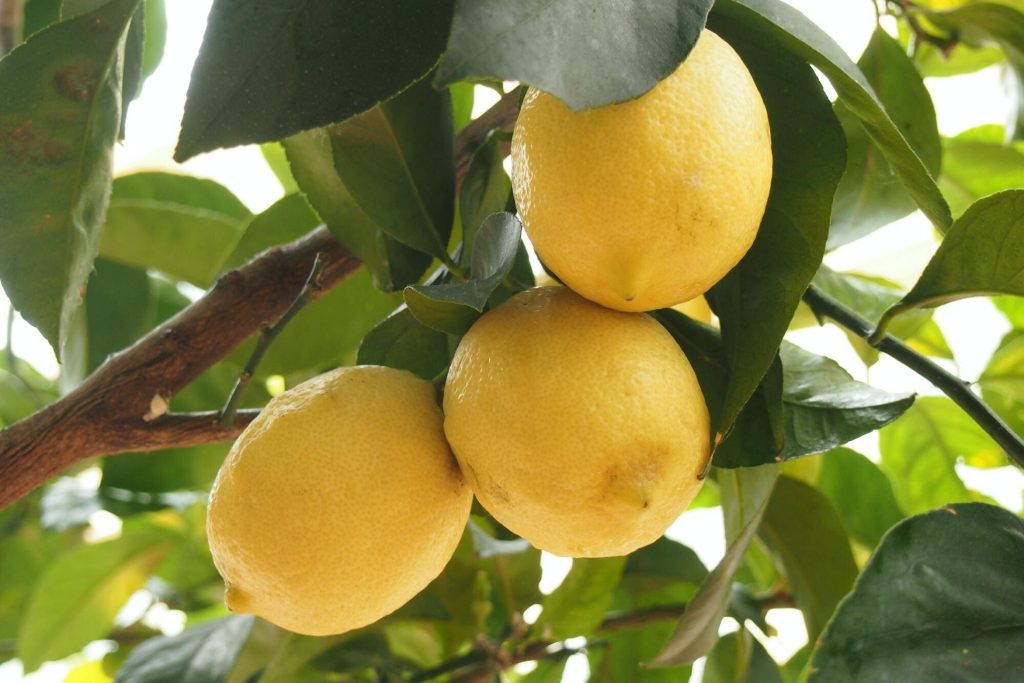 coltivare i limoni in vaso