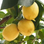 Come coltivare i limoni in vaso