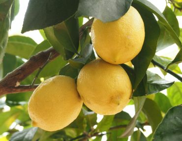 coltivare i limoni in vaso